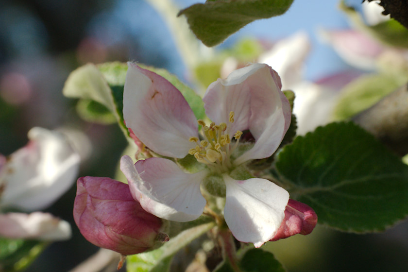 Äppelträd i blomning [foto: Henrik Hemrin]