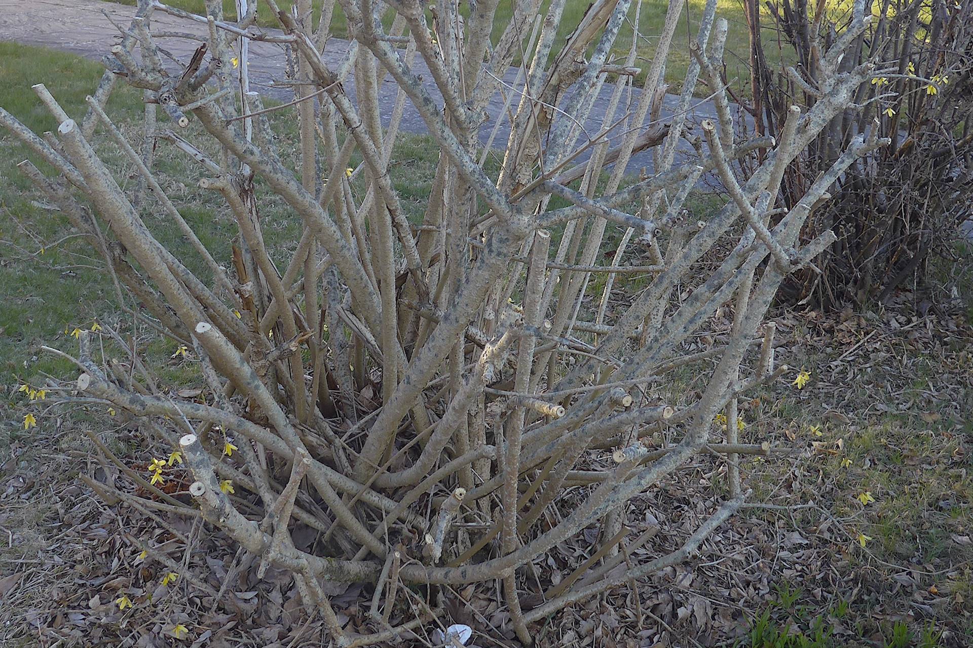 En av buskarna i april efter vinterns beskärning [foto: Henrik Hemrin]