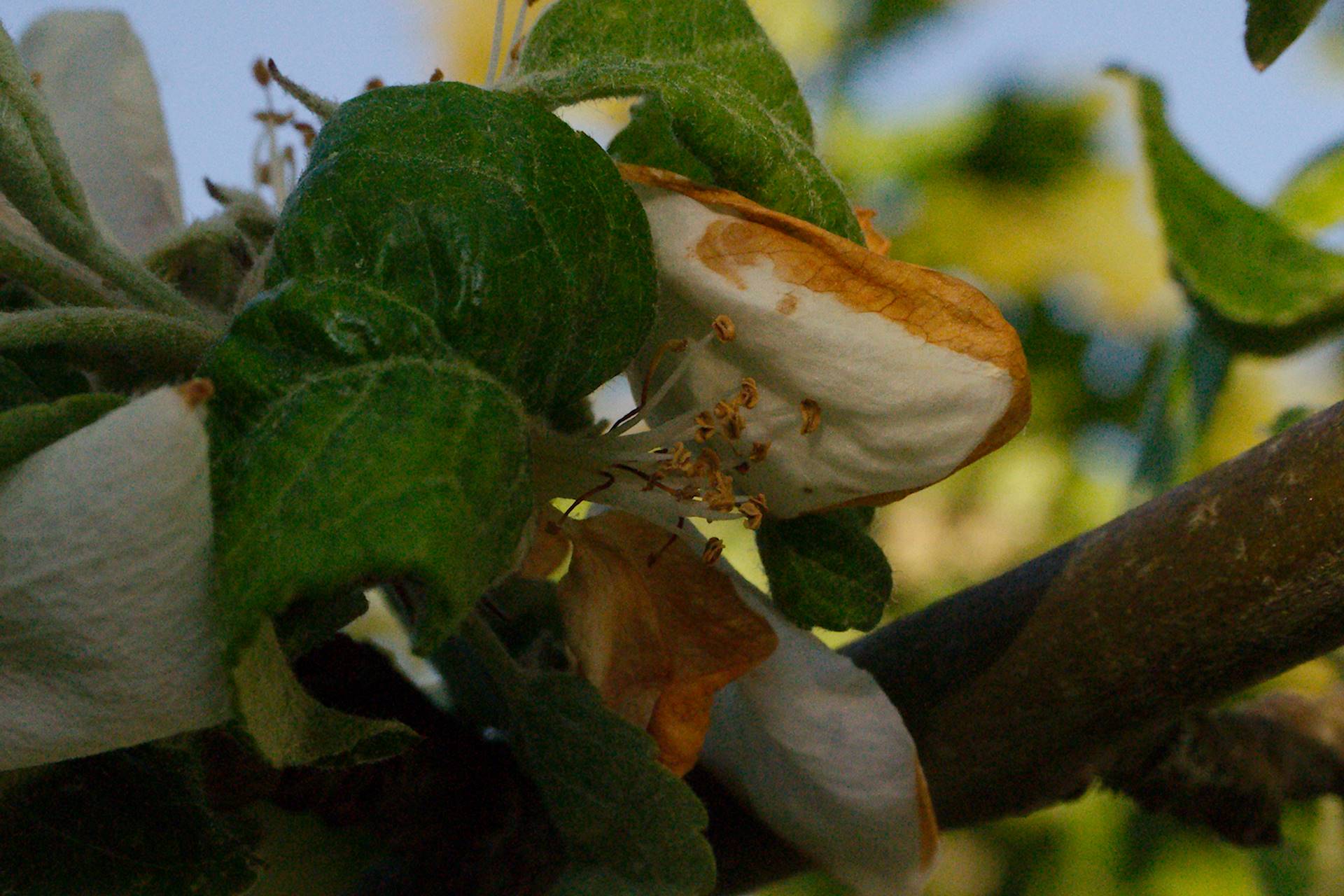 Äppelblommorna har förlorat sin glans [foto: Henrik Hemrin]