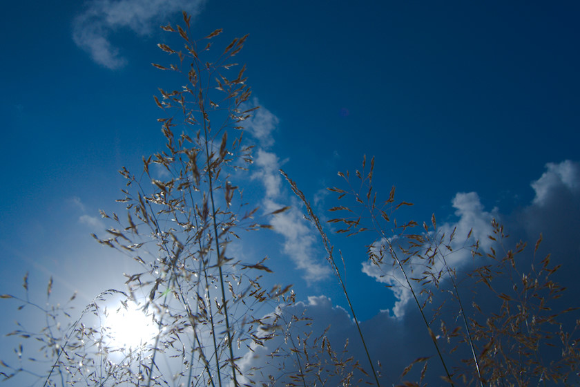 Gräset följer vindens rörelse [foto: Henrik Hemrin]