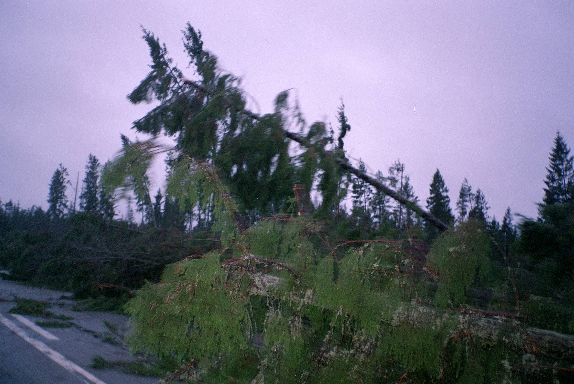 Bilfärd 9 januari 2005, dagen efter stormen Gudrun [foto: Henrik Hemrin]