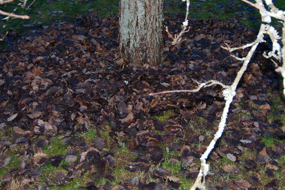 Löven ihopräfsade under oxeln inför vintervilan [foto: Henrik Hemrin]