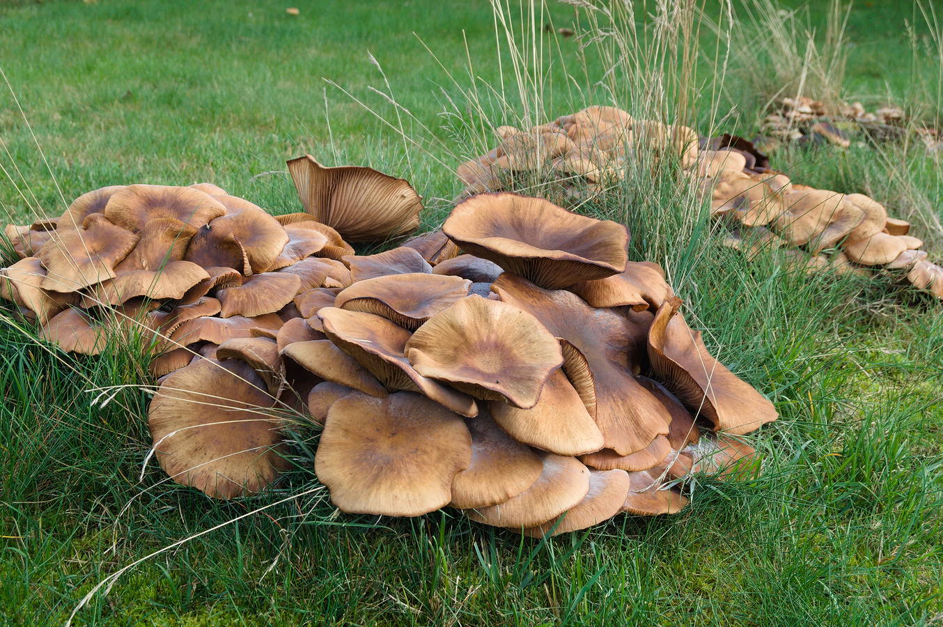 Mushrooms in early October [photo: Henrik Hemrin]