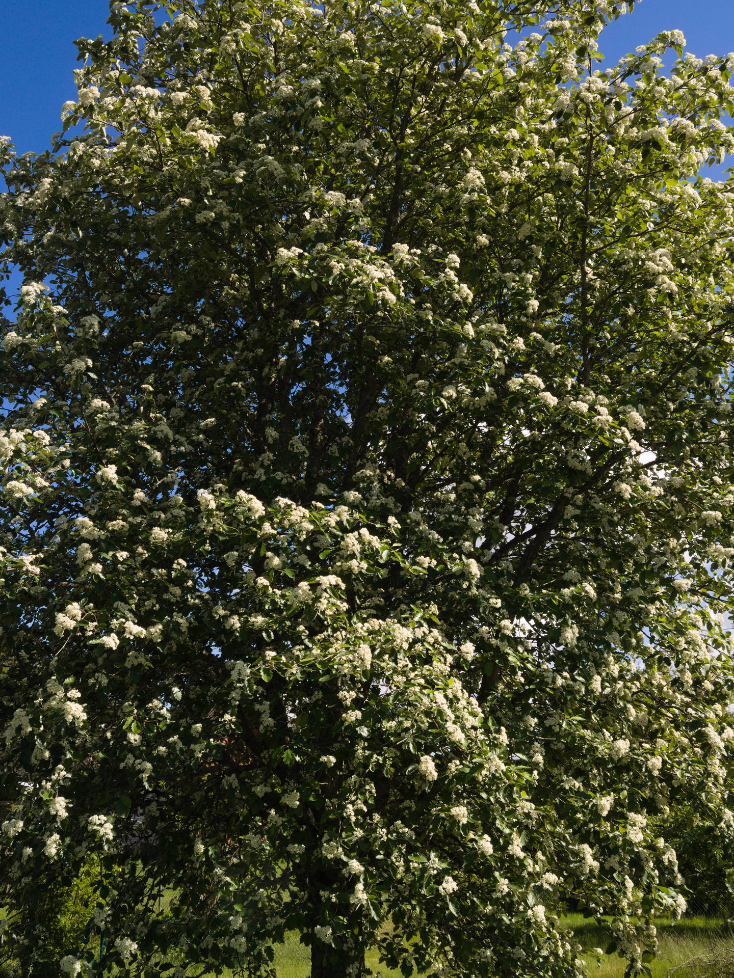 Oxel tree in full bloom [photo: Henrik Hemrin]