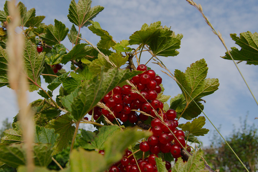 Röda vinbär/ Redcurrants [photo: Henrik Hemrin]