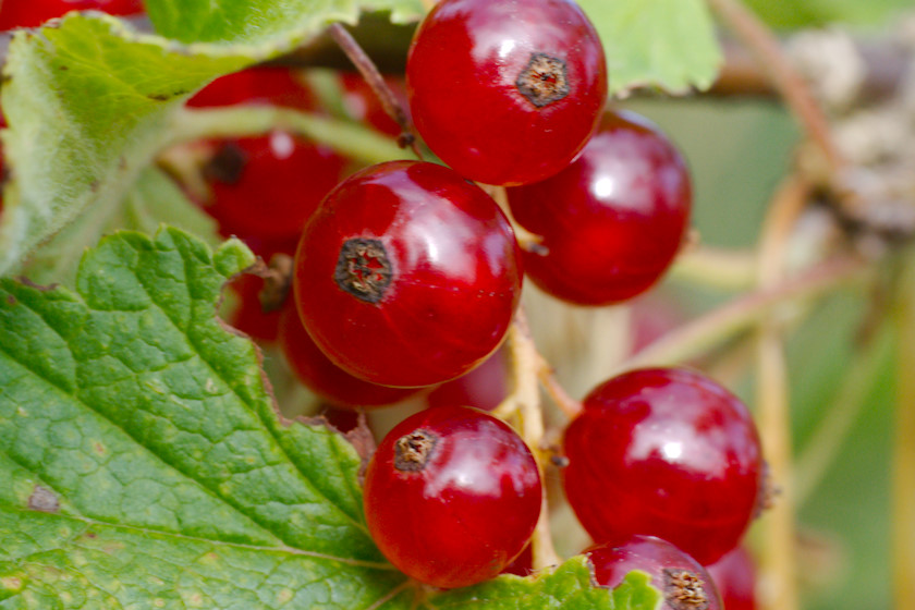 Röda vinbär i närbild / Redcurrants close up [photo: Henrik Hemrin] 