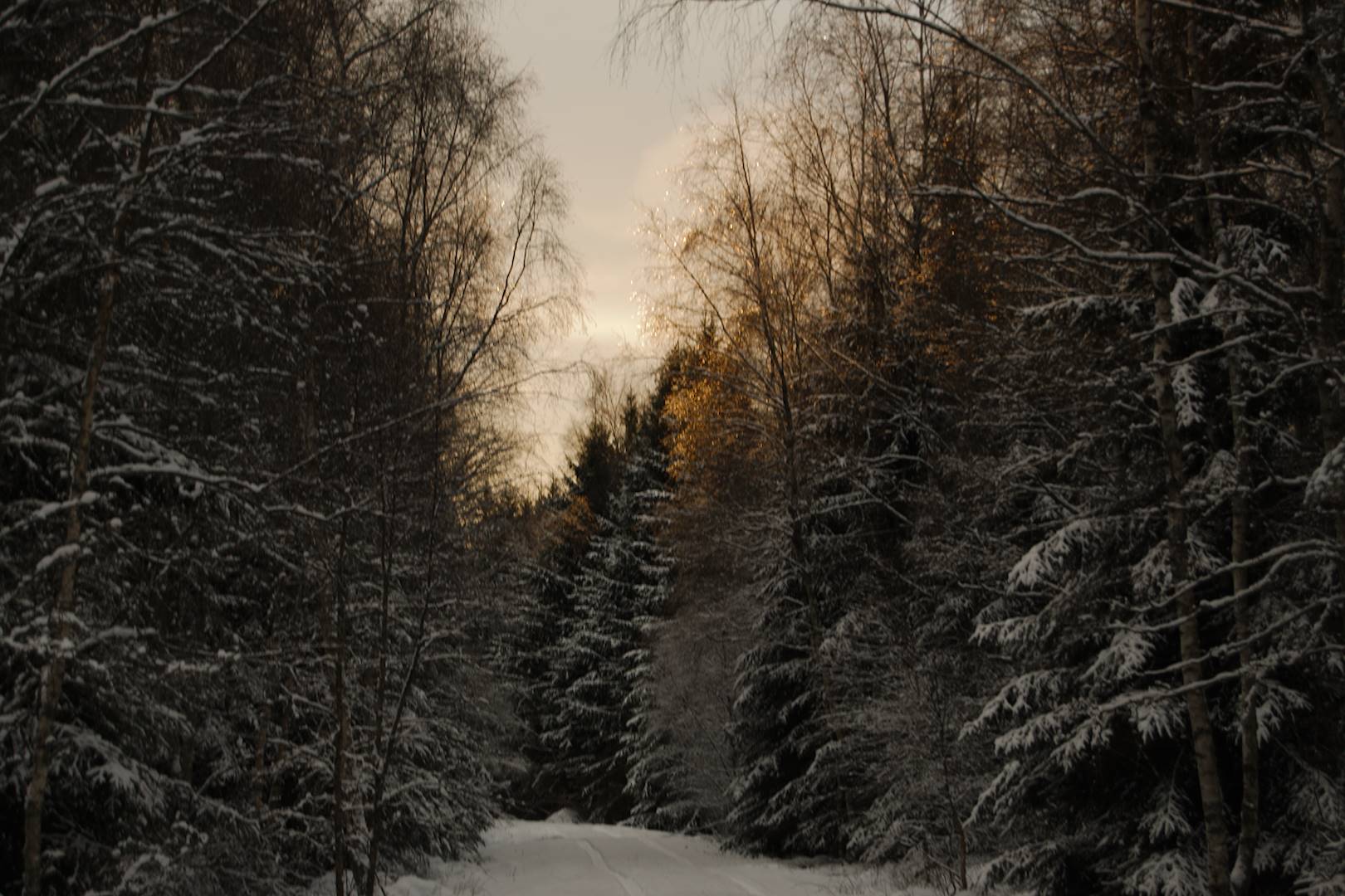Skogsväg i vinterskrud under dagens sista solstrålar [foto: Henrik Hemrin]