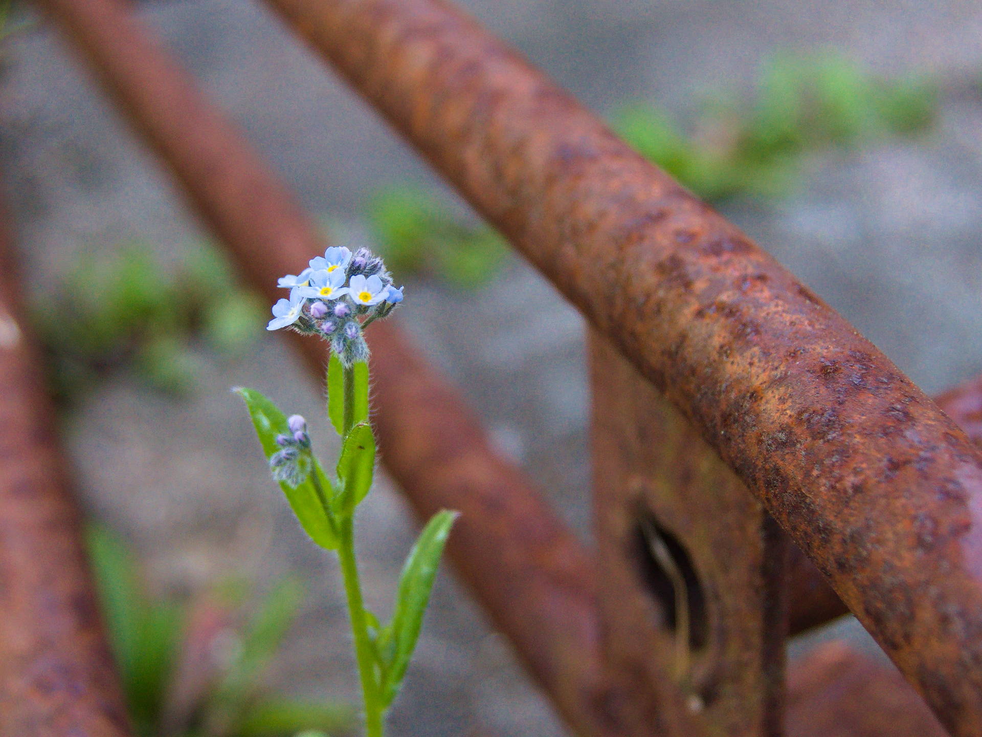 Rusty ladder and Forget me not flower [photo: Henrik Hemrin]
