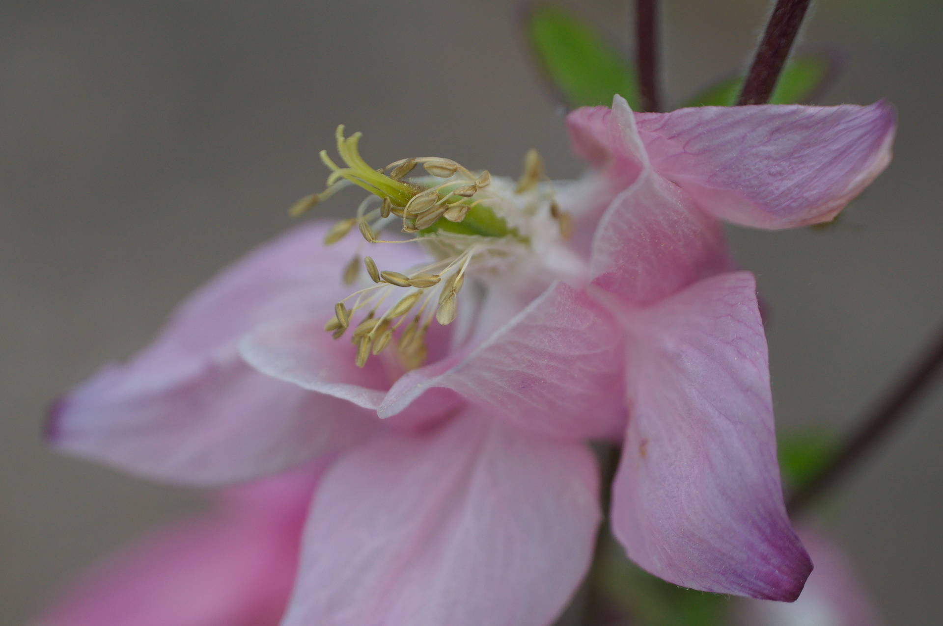 Stubborn pink flower close-up [photo: Henrik Hemrin]
