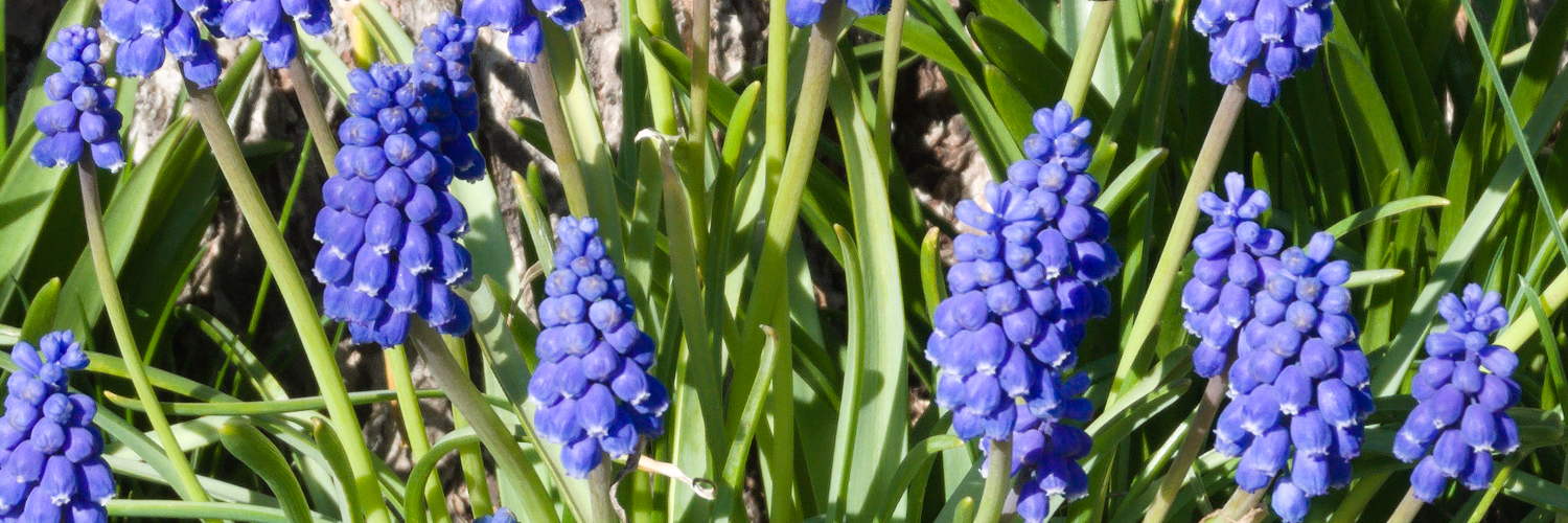 Flowers [Photo: Henrik Hemrin]