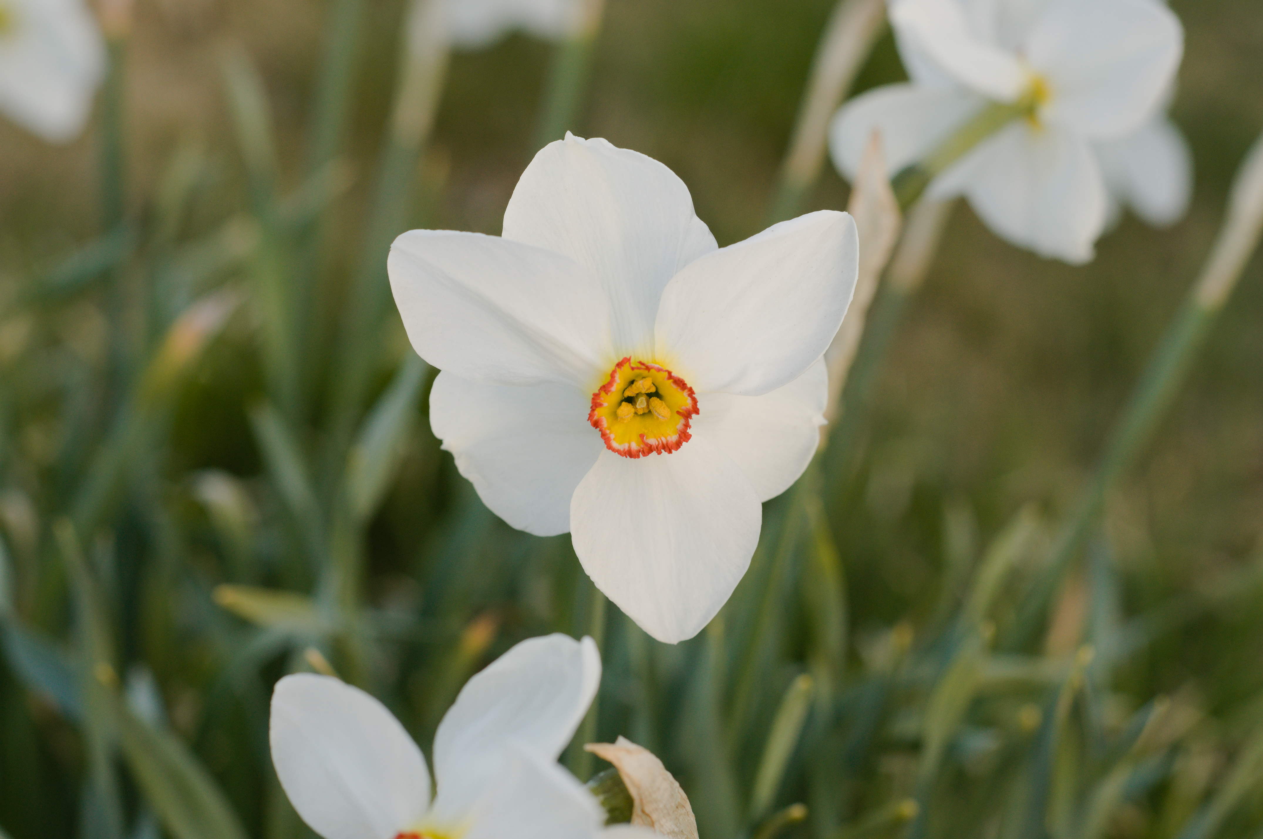 Flower [Photo: Henrik Hemrin]