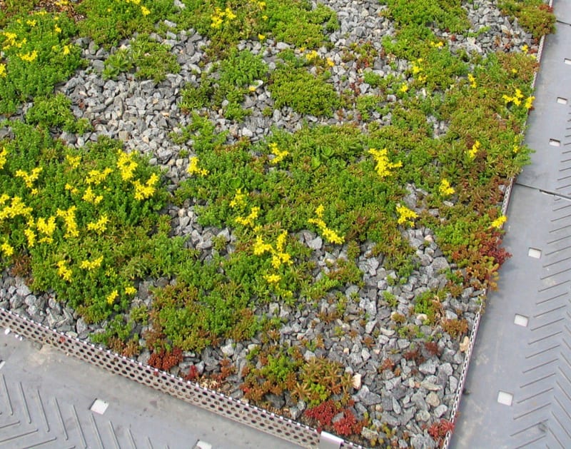 UG Sedum Miljötak [källa: Denna bild tillhör Urbangreen och denna användning jag gör uppfyller som jag anser deras licens för medieanvändning. Bilden kommer från https://press.urbangreen.se/images/miljotak-1252503]